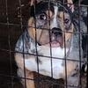 Female bully 