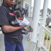 Adorable yorkiepoo puppy LOOKING FOR A NEW HOME