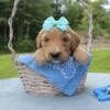 F1b Goldendoodle Mocha Male