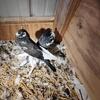 Pigeons and doves for sale in NW Ohio