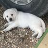 Akc English labs 