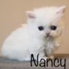 Standard Minuet Kitten TICA registered *Nancy*