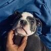 Great American bully 14 weeks standard size bully old school bloodline