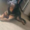 Male fixed blue heeler