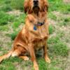 Golden retriever puppies