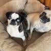 Merle and brindle pugs