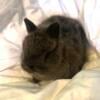 Siamese Sable Netherland Dwarf Buck Bunny