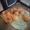 F1B Goldendoodle Puppies petite