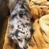 Long Hair Chihuahua