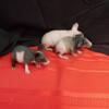 Skinny Pigs for sale Males and Female