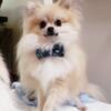 Rehoming sweet 5 yr old pom