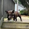 Male micro bully