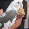 Hand-Tamed Whiteface Pied Cockatiel – 8 Weeks Old