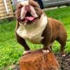 Extreme exotic bullie looking for his forever home