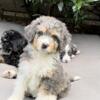 Bernedoodle Puppies!