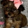 Precious, take of Yorkies females and males