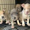 POCKET AMERICAN BULLY PUPPIES