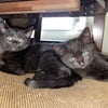 Black Kittens from Siamese mom