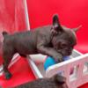 AKC French bulldog puppy girl