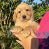 AKC GOLDEN PUPPIES & GOLDENDOODLE PUPPIES - READY TODAY