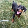 Dobermans puppy price reduced.