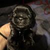 CKC Male Shih Tzu 