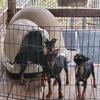 AKC  TOY MANCHESTER TERRIERS