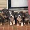 Pocket pit puppies FOR SALE tri colors