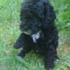 Mini shih-poo puppies