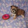 Morkie puppies boys and girl available
