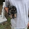 CKC German Shepherd Puppies