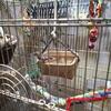 Black Society Finches for Rehoming
