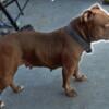 American Bully for rehoming