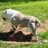 American Bully Female