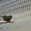 Parrot Finches For Sale