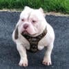 American Bully