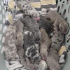 American bullies pups abkc
