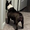 French bulldog for sale