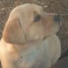 Beautiful English Labrador Puppies