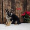 AKC GERMAN SHEPHERD PUPPIES READY TO GO HOME TODAY