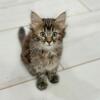 Turkish Angora Kittens
