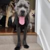 Cane Corso - 2 Yr old - Looking for a GOOD home