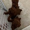 Akc red toy poodle female & male puppies