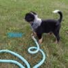 Adorable Blue heeler puppies