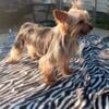 Yorkie Stud Available