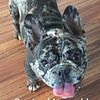 AKC FRENCHIE MALE STUD READY FOR WORK