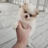 Female Pomeranian puppy available soon in Las Vegas