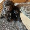 reduced TOY POODLE CHOCLATE 1 MALE AND 1 FEMALE