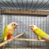 Beautiful Sun cheek and cinnamon dilute pair of conures/turquoise $795