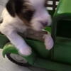Yorkie puppies